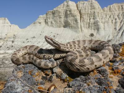 В Новосибирской области увеличилось число мест обитания ядовитых змей