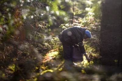 В Смоленской области в лесу заблудилась 72-летняя женщина