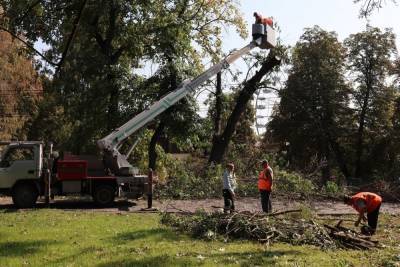 В Первомайском парке Курска ликвидируют 12 аварийных деревьев