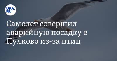 Самолет совершил аварийную посадку в Пулково из-за птиц