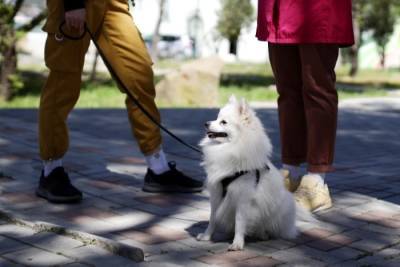 Площадки нового типа для прогулок с собаками появились в четырех районах Москвы