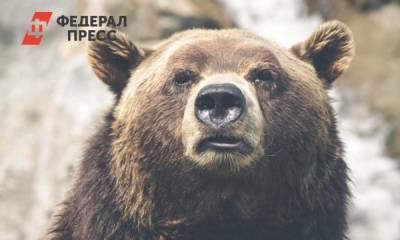 В Кузбассе убьют напавшего на скот медведя