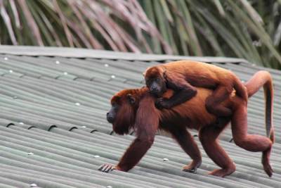 Приматы способны несколько месяцев испытывать горе от потери ребенка