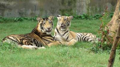 Генетики раскрыли тайну черных тигров из Индии