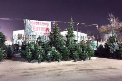 Купить живую новогоднюю елку в Интернет магазине Elki1.ru – это здорово