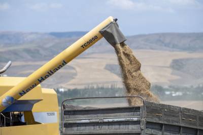 В Азербайджане поставщикам пшеницы будут предоставлены субсидии