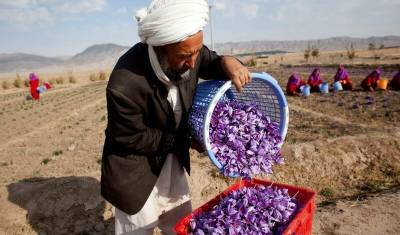 Не мак, а шафран: какой товар поможет восстановить экономику Афганистана