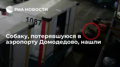 Потерявшуюся в московском аэропорту Домодедово собаку нашли