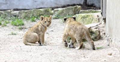 Родившихся в Рижском зоопарке львят назвали Варисом и Тейкой