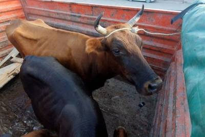 Безнадзорных коров Дербента этапировали в Махачкалу