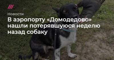 В аэропорту «Домодедово» нашли потерявшуюся неделю назад собаку