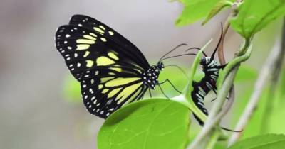 Кровожадные бабочки. Ученые впервые увидели, как насекомые разрывают гусениц и выпивают их заживо