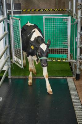 Интересный факт дня: Коров приучили к туалету ради экологии