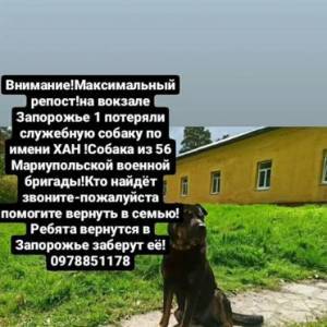 На вокзале «Запорожье-1» пропал служебный пес одной из военных бригад. Фото