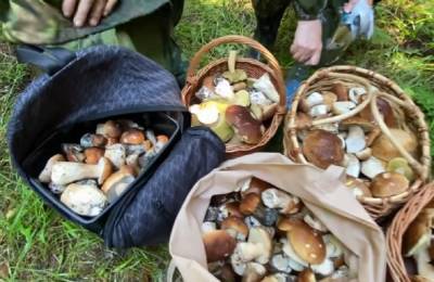 Украина зарастает грибами: люди хвастаются просто невероятным урожаем – не хватает ящиков и корзин