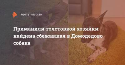 Приманили толстовкой хозяйки: найдена сбежавшая в Домодедово собака