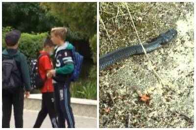 Гадюки обустроили себе "гнездо" прямо в школе: ядовитые змеи угрожают десяткам детей