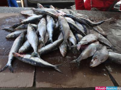 У обитающей в Ростовской области рыбы обнаружили опасные для человека болезни