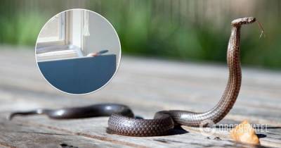TikTok - ядовитая змея забралась в дом австралийки - видео