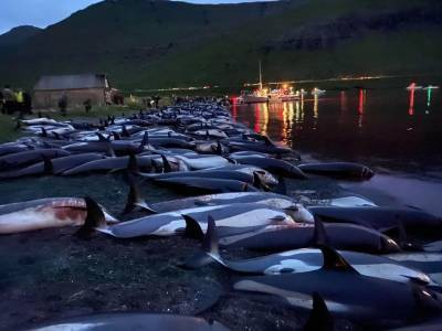 На Фарерах убили около 1500 дельфинов во время традиционной охоты