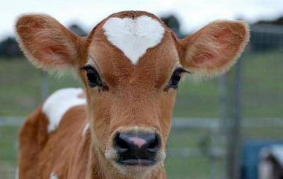 Ученые приучают коров к цивилизованному туалету для сокращения выбросов парниковых газов