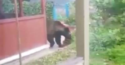 Медведь пришел за едой к жителям Подмосковья и попал на видео