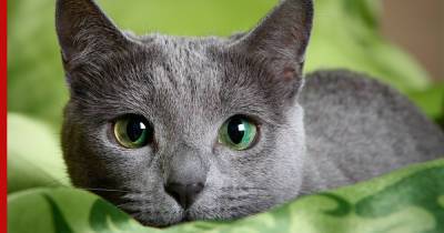 Хорошо в одиночестве: 5 пород кошек, которые не страдают из-за разлуки с хозяином