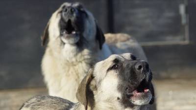 Владельца загрызших пенсионерку собак будут судить в Бурятии