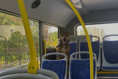 По Твери в автобусе снова ездит собака