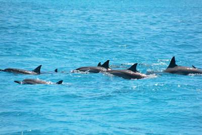 Нашумевшее убийство почти 1500 дельфинов оказалось бесполезным