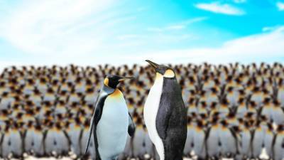 Школьники в Новой Зеландии нашли останки гигантского пингвина