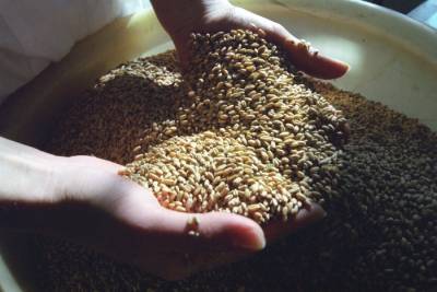Рязанская область получит дополнительные федсредства на поддержку производителей зерна