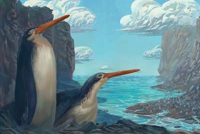 В Новой Зеландии обнаружили гигантского пингвина в человеческий рост