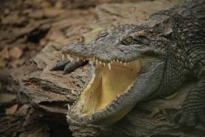 Пропавшего на три дня мужчину нашли в зубах крокодила