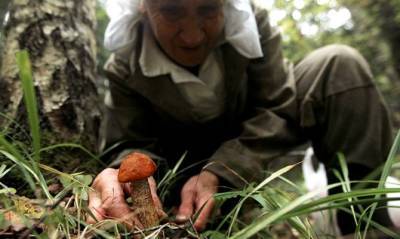 В Смоленской области завершили поиски пропавшей в лесу пенсионерки