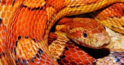Все змеи на Земле это потомки горстки видов, выживших после астероида, — исследование
