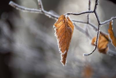 Жителей Ленобласти предупредили о первых заморозках уже на этой неделе