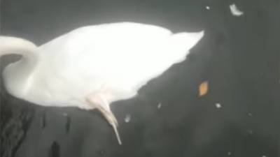В Уфе пострадал популярный лебедь из парка
