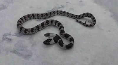 Школьники во время уборки класса обнаружили двухголовую змею