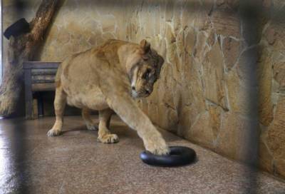 Ленинградский зоопарк показал реакцию больших кошек на новую игрушку