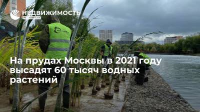 "Мосводосток": на прудах столицы в 2021 году высадят 60 тысяч водных растений