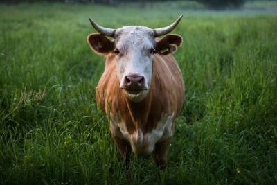 Новозеландских коров приучили к туалету во имя экологии