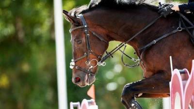 Ветеринары осмотрели более 70 лошадей со всей Ленобласти перед соревнованиями