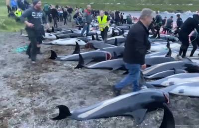 Океан в крови: на Фарерах убили полторы тысячи дельфинов