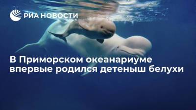 В Приморском океанариуме во Владивостоке впервые родился детеныш белухи