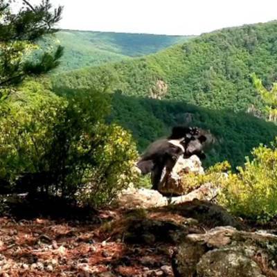 Ученые национального парка "Земля леопарда" в Приморье получили необычное видео гималайского медведя