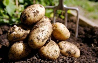 Фермеры Черниговщины недоберут 30-40% урожая картофеля