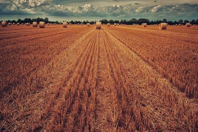 Украина мешает экспорту российской пшеницы