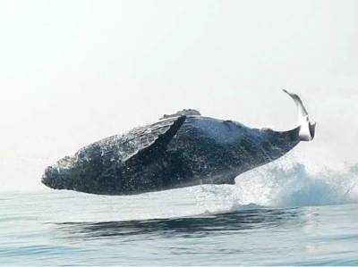 В Египте обнаружили останки четырехлапого кита