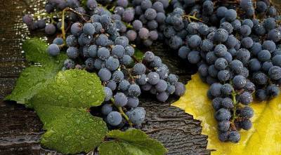 Как правильно поливать и подкармливать виноград с мая по октябрь
